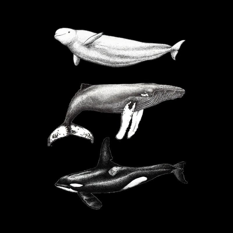 Dauphin béluga, rorqual à bosse et rorqual à bosse