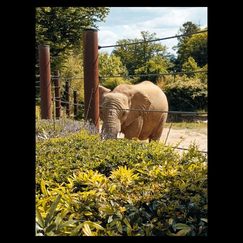 Elephant Zoo Sommertag sonnig