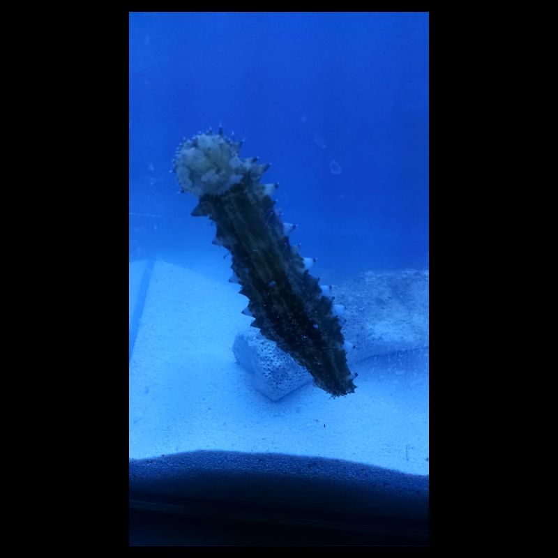 Lake Roller