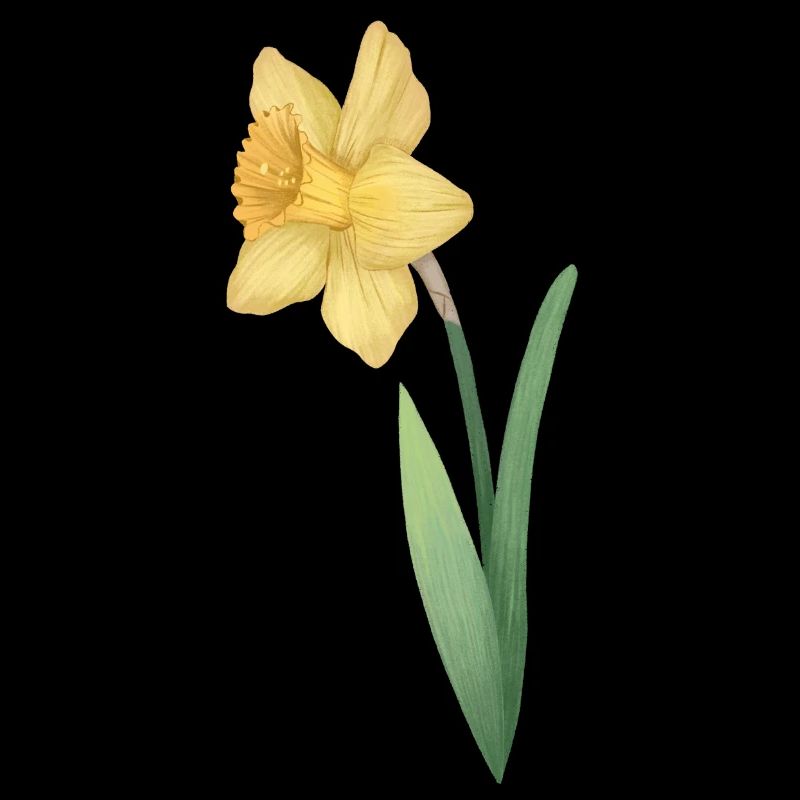 Daffodils (Narcissus) Daffodil