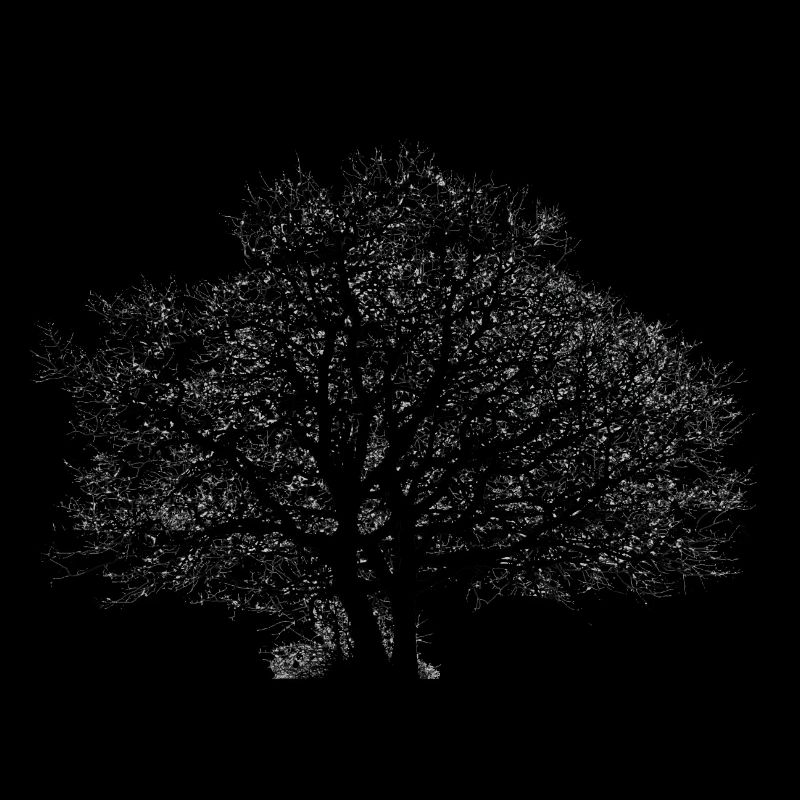 Arbre sec