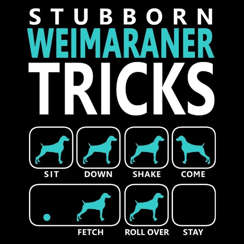 Hartnäckige Weimaraner Tricks