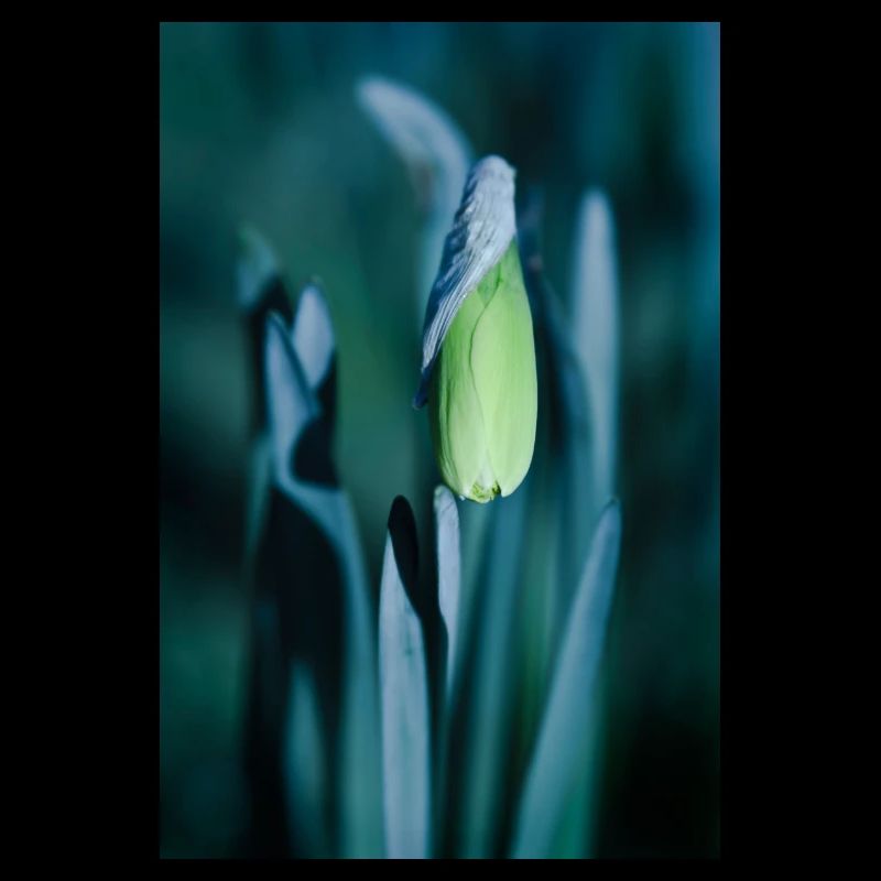 Daffodil