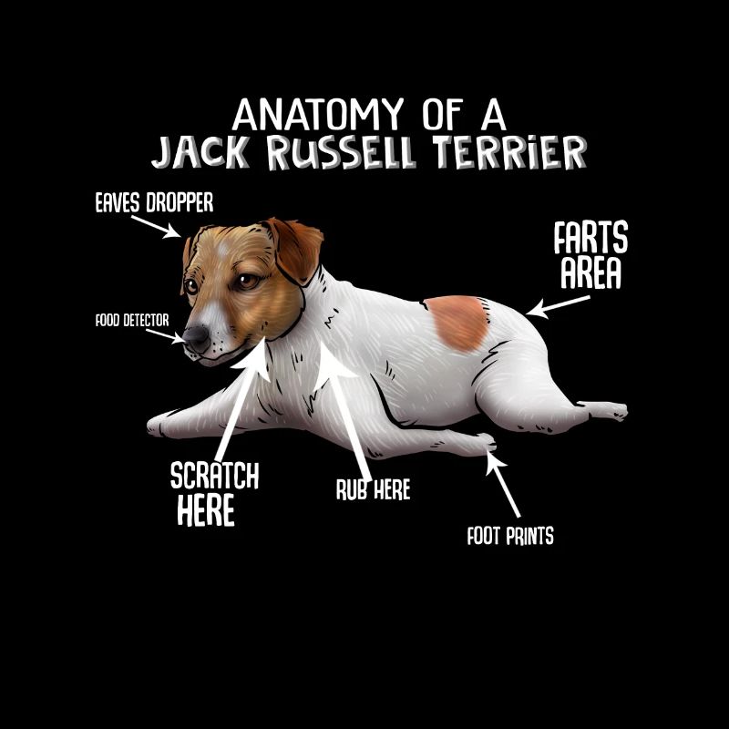 Jack Rusell Terrier