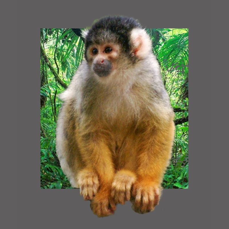Squirrel monkey squirrel monkey