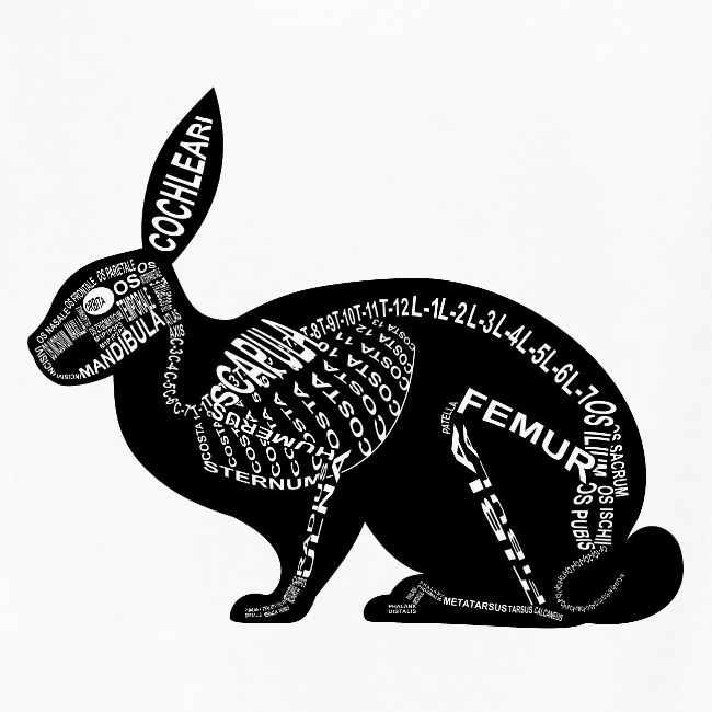 squelette de lapin
