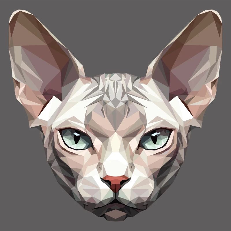 Sphynx Chat Sphynx Chat Chat Canadien Sphinx mignon
