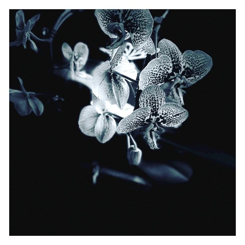 Orchidee black white effect