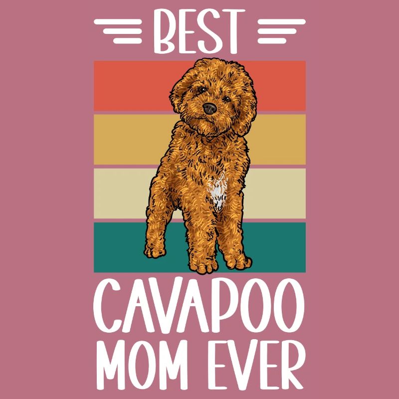 Cavapoo Cavoodle Capoodle Dog