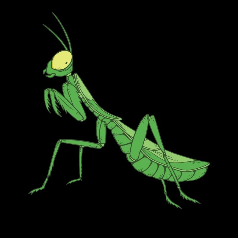 Praying Mantis Insects Praying Mantis