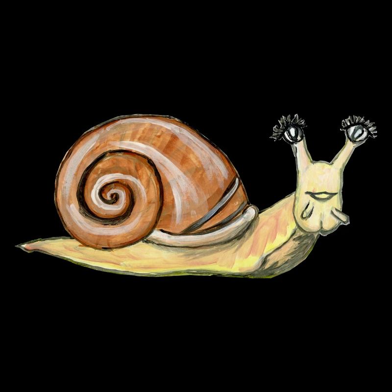 escargot colimaçon mollusque gastéropode coquille