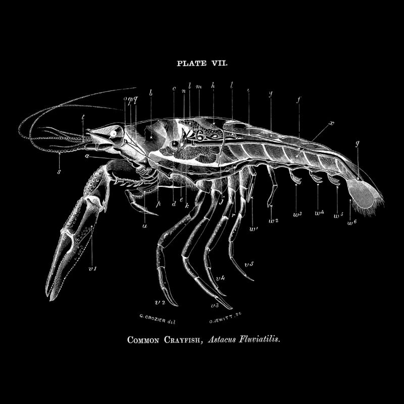 Shrimp