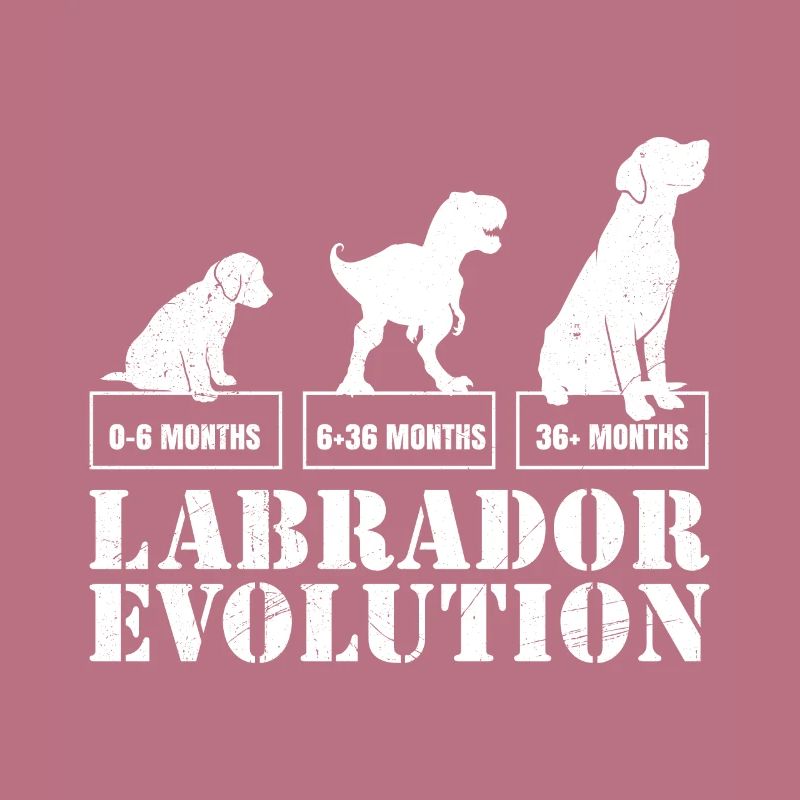 Labrador EVOLUTION Labrador Lover Funny