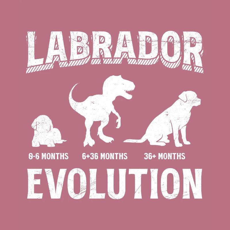 Labrador EVOLUTION Labrador Lover Funny