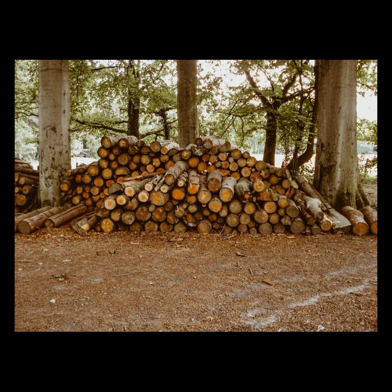 Bois dans la forêt