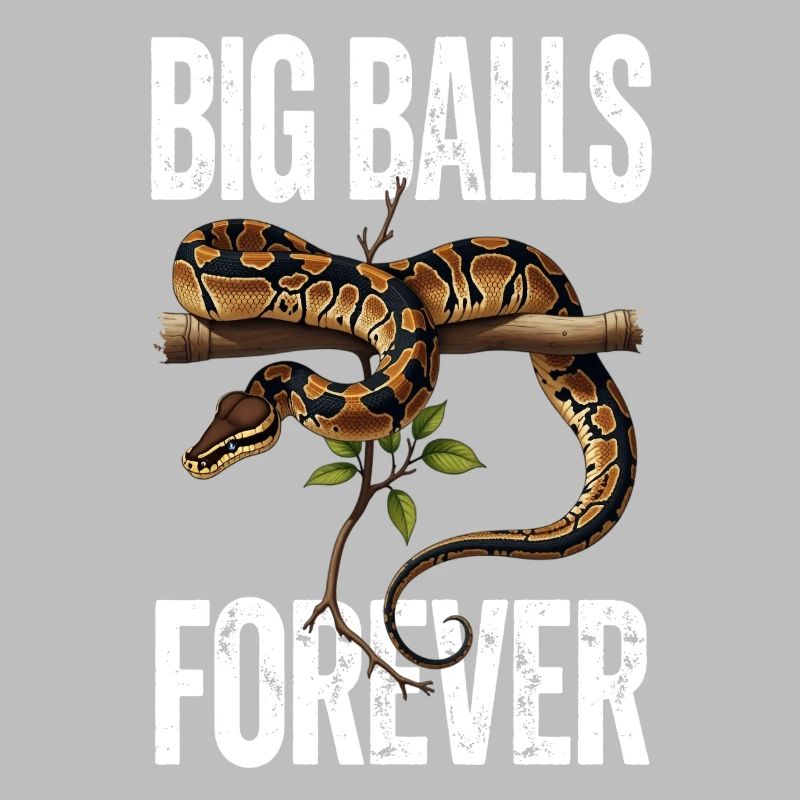 Königspython Schlangen Liebhaber Terrarium Python