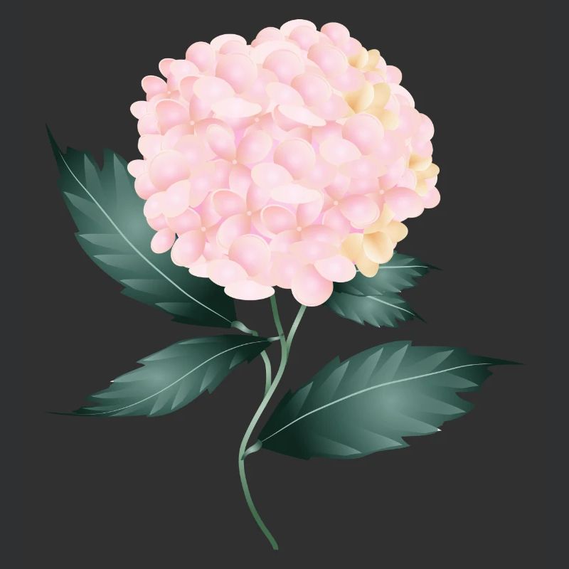 A delicate pink hydrangea - Fascinating flower