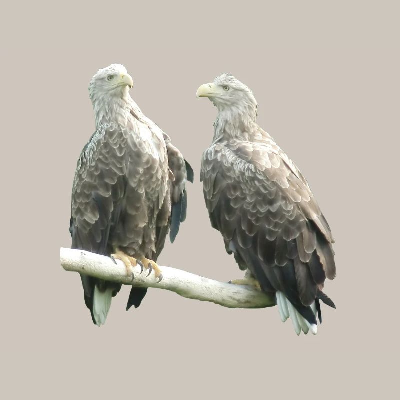White-tailed eagle