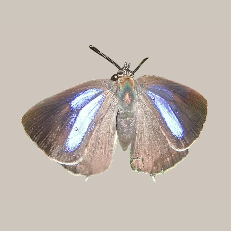 Blauer Eichen-Zipfelfalter