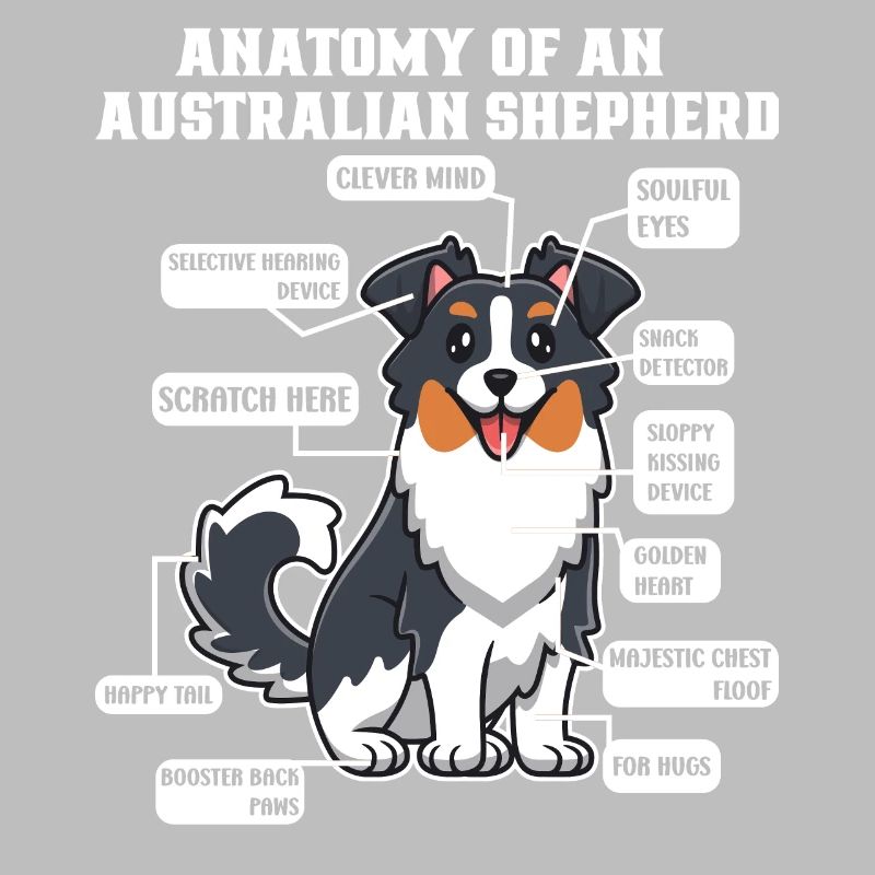 Australischer Schäferhund Aussie Dad Aussie Mom