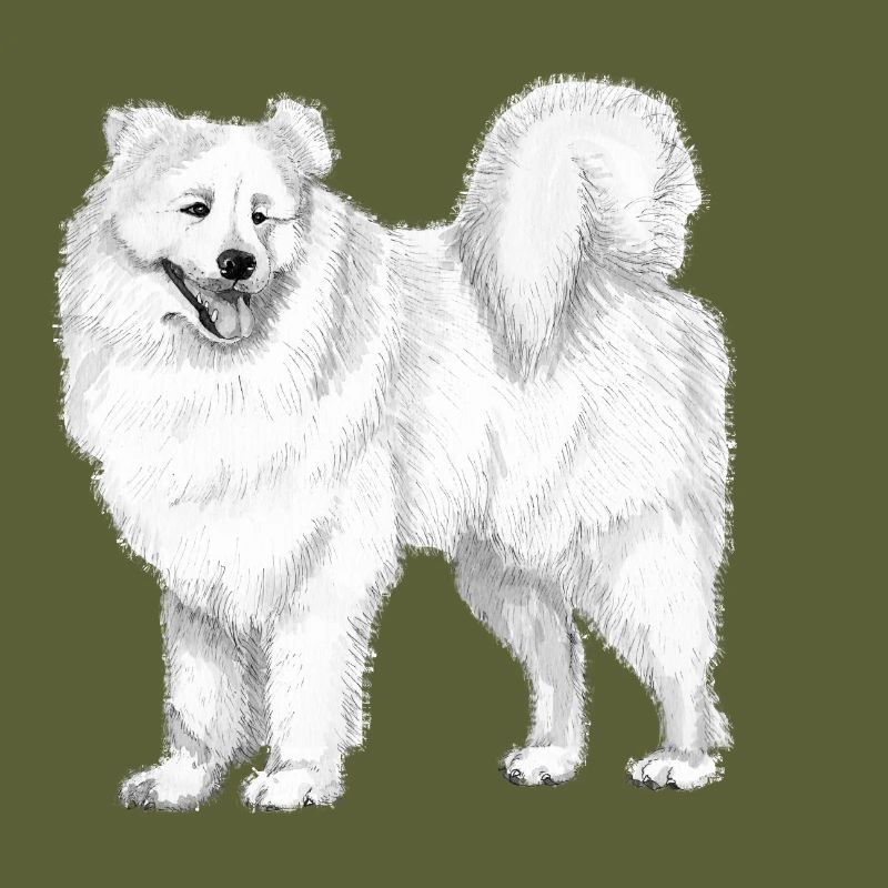 samoyed