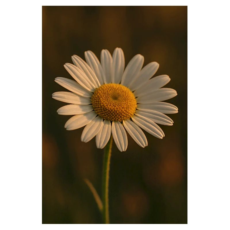 Natur - Blumen - Gänseblümchen