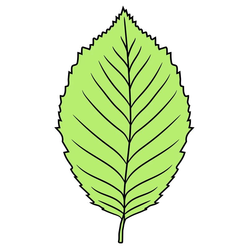 beech leaf tree plant shape clip art design forest