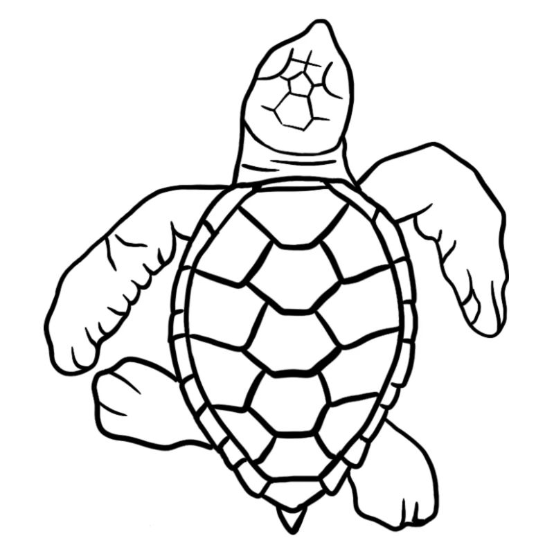 Little turtle
