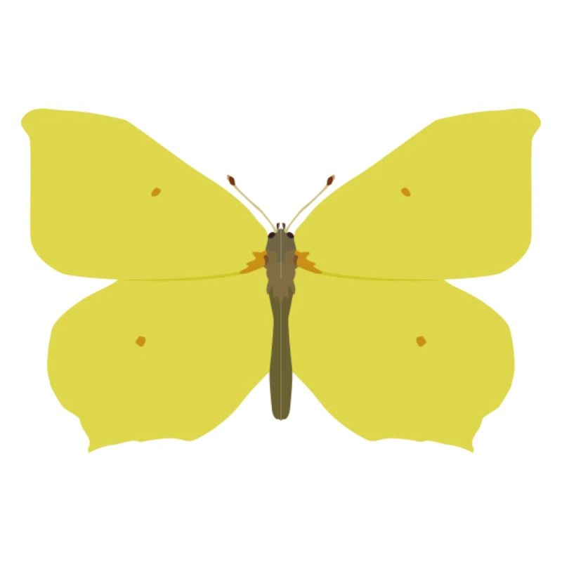 Papillons : Le papillon citron