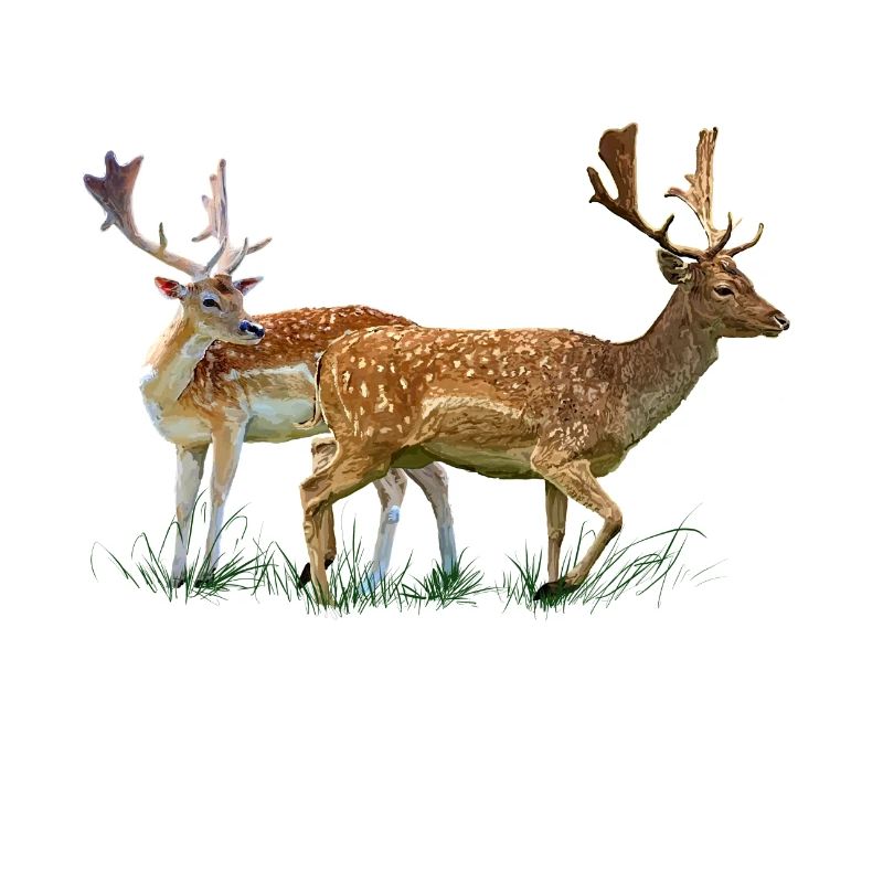 deer
