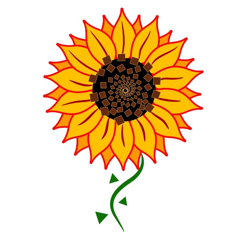 Sonnenblume