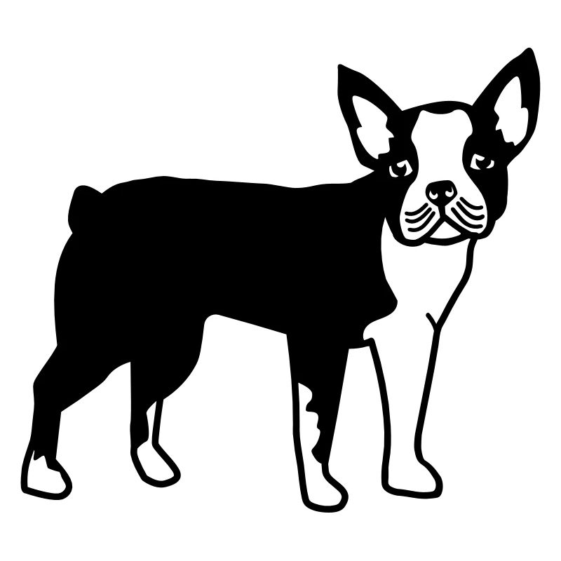 Boston Terrier