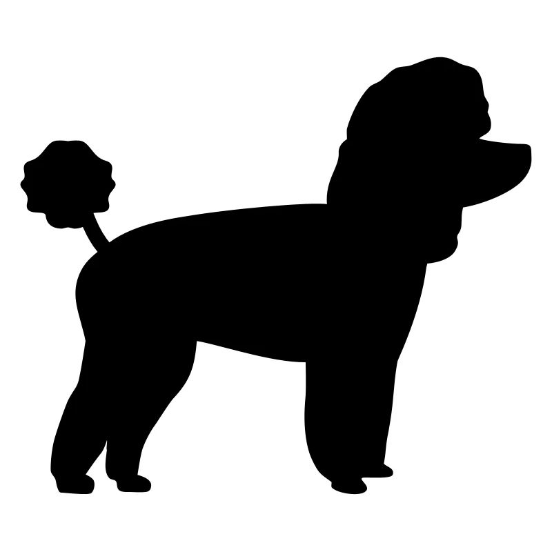Toy Caniche