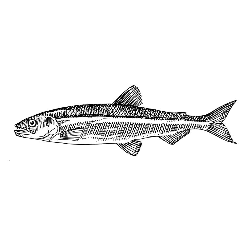 Forellen Angler
