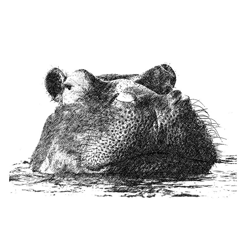 hippo