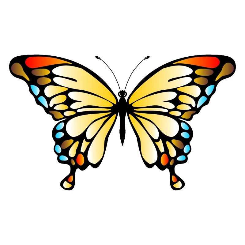 butterfly