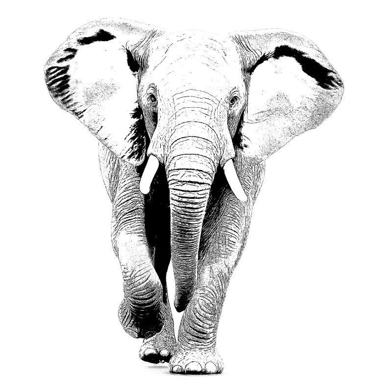 Éléphant