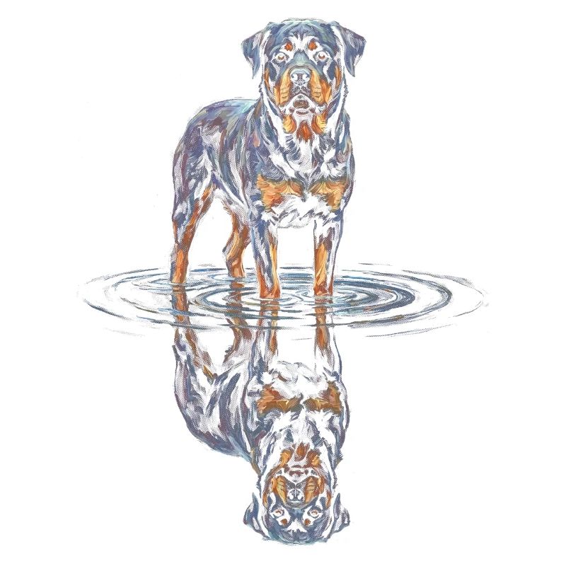 Rottweiler with water reflection