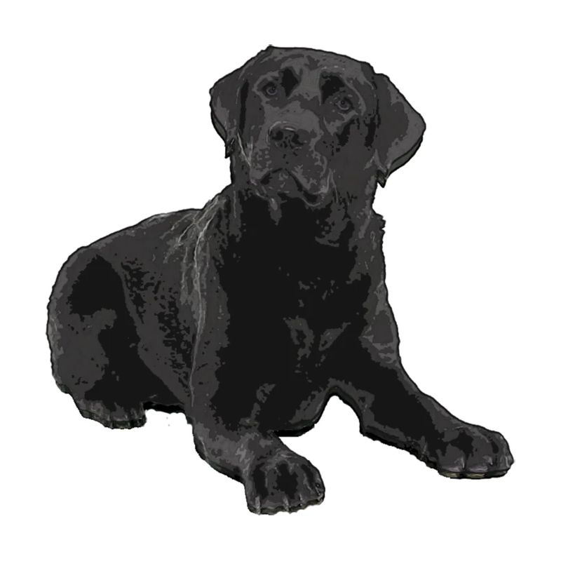 Schwarzer Labrador