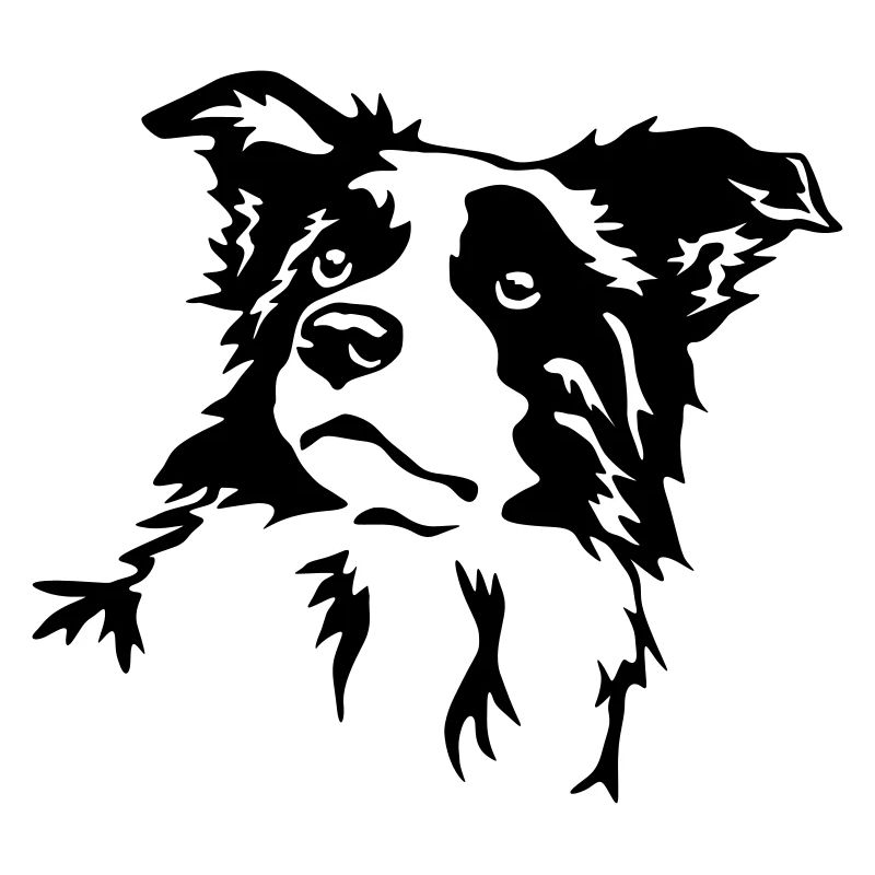 Tête de border collie
