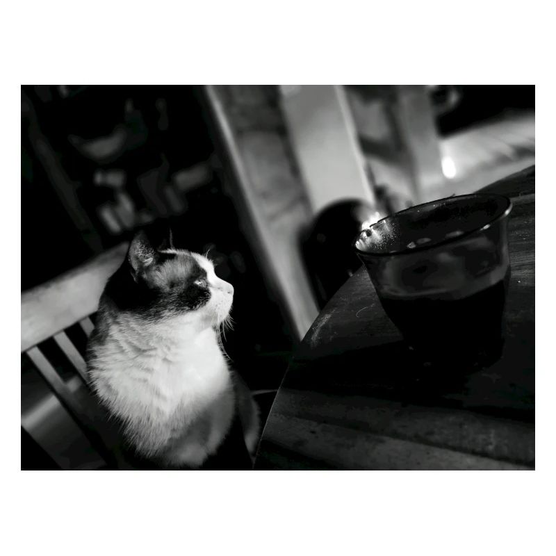 Schwarze Katze und Kaffeetasse
