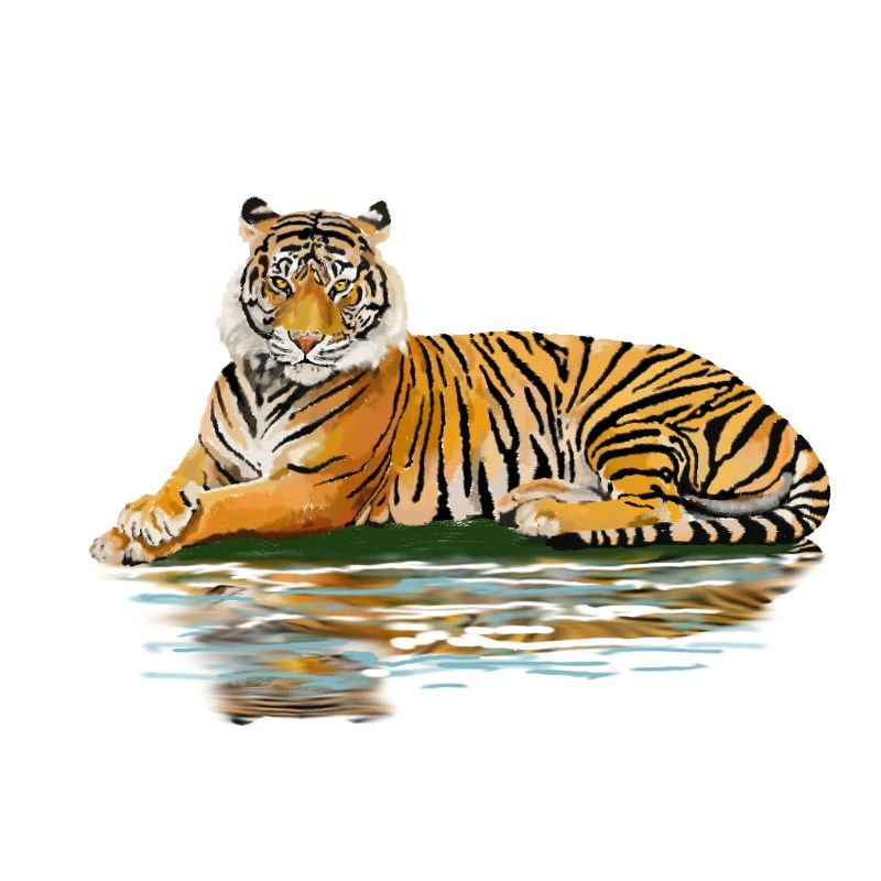 tiger