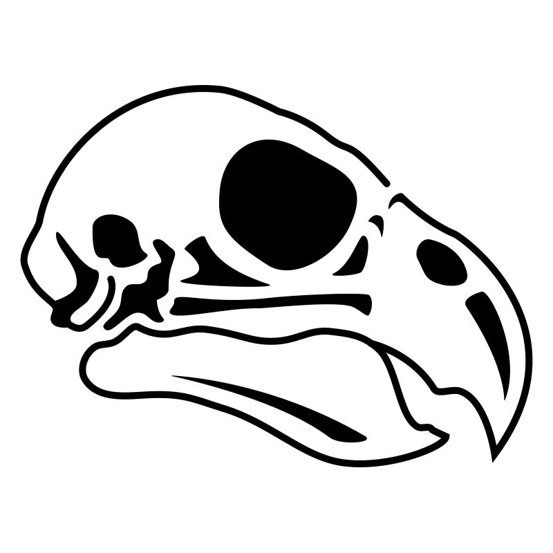 Crâne d’oiseau