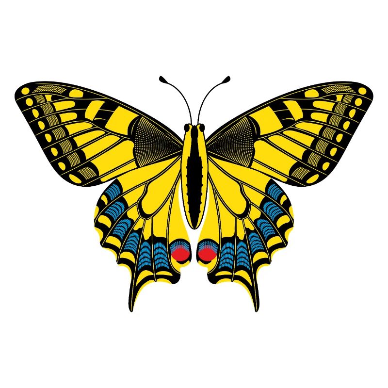 Schmetterling – Butterfly