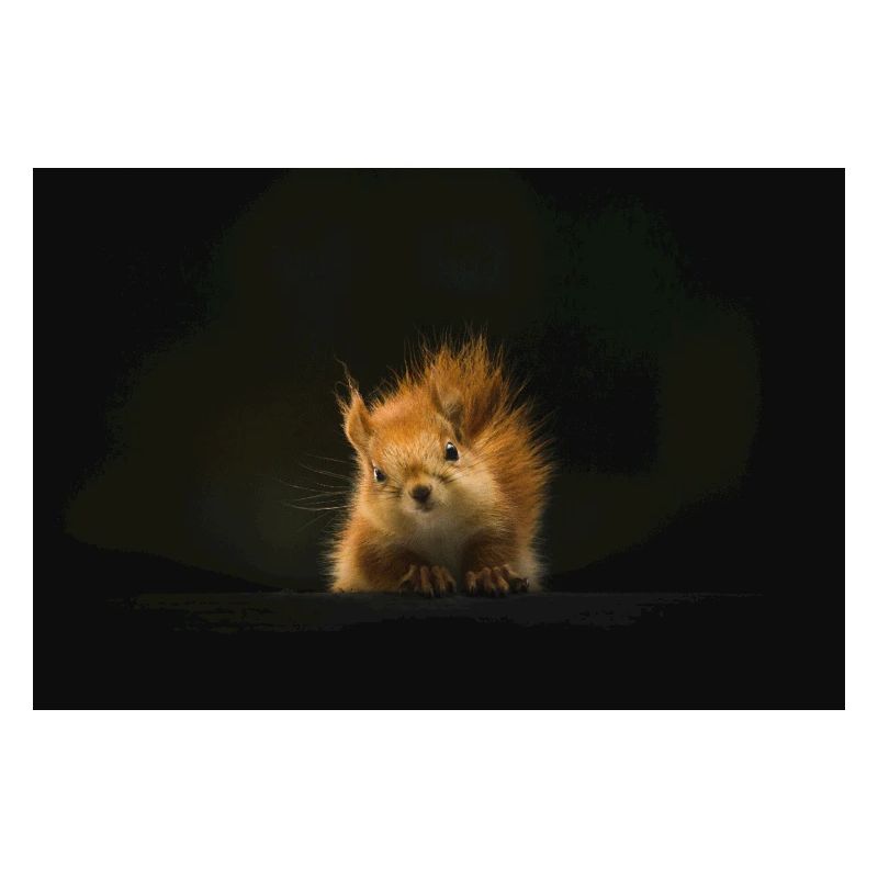 Flauschiges Eichhörnchen Lichtblick