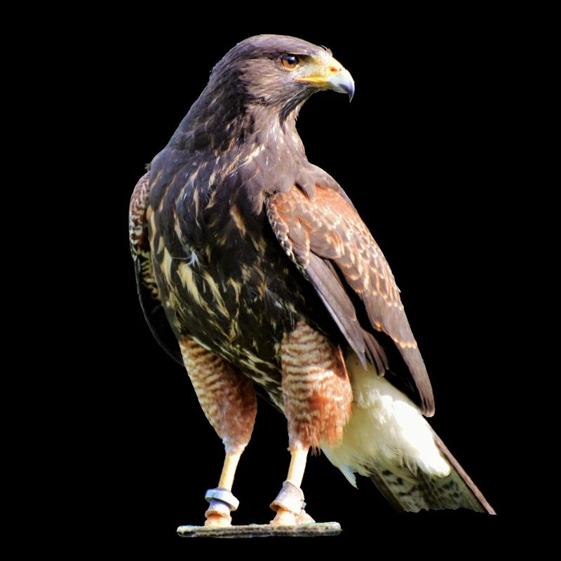 Harris Hawk - Wüstenbussard