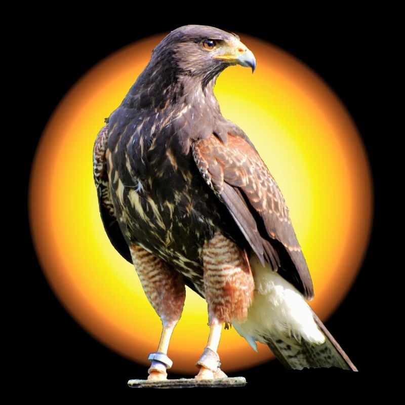 Harris Hawk - Wüstenbussard - Sun