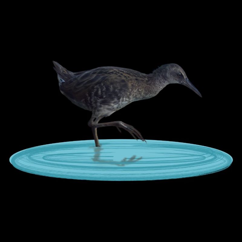 Water rail