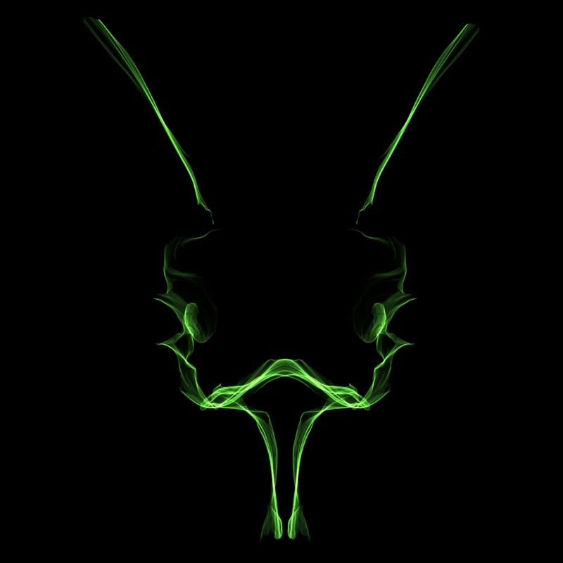 Insect head