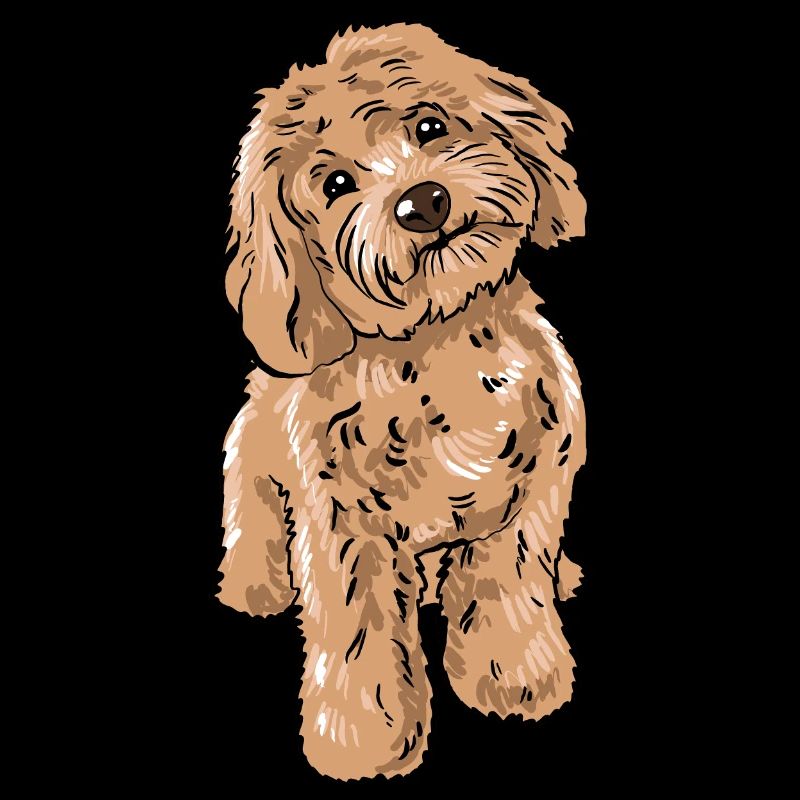 Cockapoo Hund
